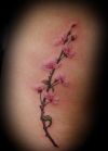 cherry blossom tattoo picture